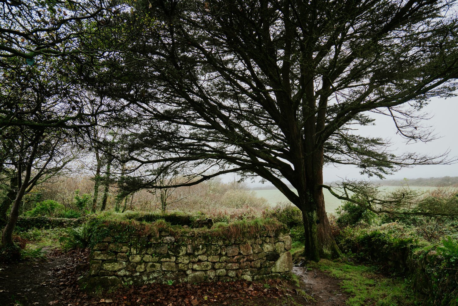 old Celtic chapel with tree in cornwall
